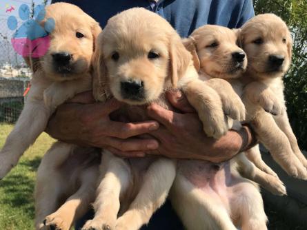 Golden Retriever 2 Aylık Muhteşem Yavrular