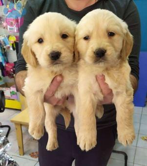 Golden Retriever Dişi ve Erkek Yavrular