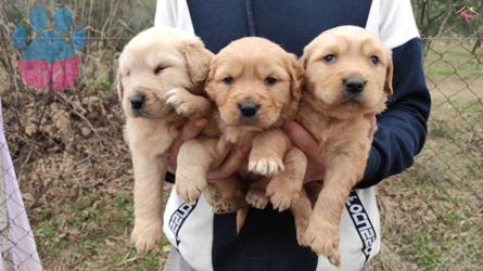 Golden Retriever Aşılı Sağlık Karneli Yavrular