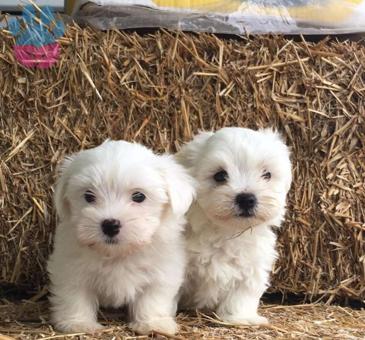 Maltese Terrier Safkan Irk Garantili Yavrularımız Hazır