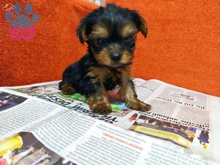 Yorkshire Terrier Orijinal Safkan Süs Köpeği