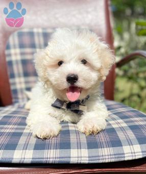 Cins Köpek Sahiplenme Maltese Terrier Mini Yavrularımız