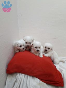 Maltese Terrier Puppies Dişi ve Erkek