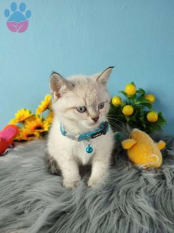 Safkan British Shorthair Silver Point Yavrularımız