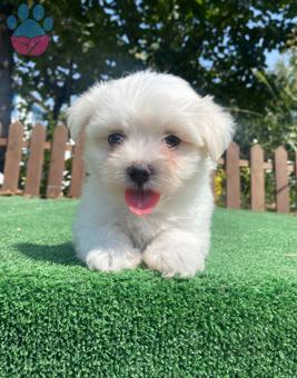 Sevimli Maltese Terrier Bebeklerimiz