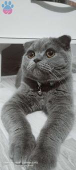 British Shorthair Red Point Yavrumuz 2 Aylık