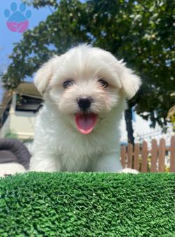 Maltese Terrier 3 Aylık Erkek Bebekler