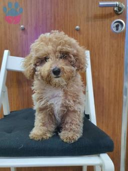 Sağlık Garantili Apricot Toy Poodle Yavrularımız