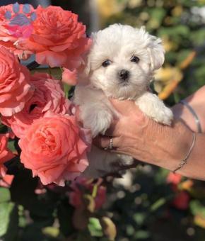 Maltese Terrier Dişi ve Erkek 2 Aylık Yavrular