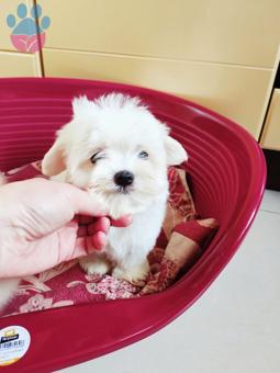 Maltese Terrier Mini Yavrular Sahibini Bekliyor