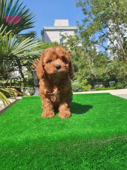 Toy Poodle Oyuncu Hareketli Yavrularımız