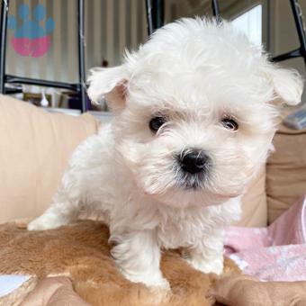 Maltese Terrier Mini Yavrularımız