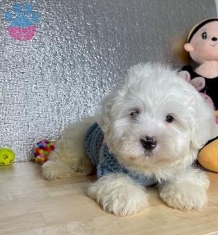 Maltese Terrier Yavruları Kar Beyaz Renk