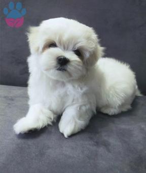 Maltese Terrier Yavru Kar Beyaz Teslime Hazır