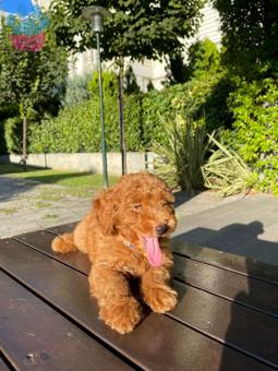 Toy Poodle Sağlıklı Sevimli Yavrularımız