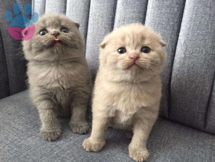 British Shorthair Red Point Bebeklerimiz Safkan