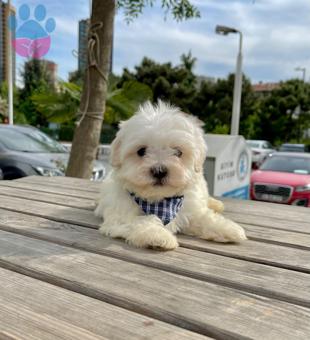 Maltese Terrier 0 Numara Yavrular