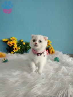 Muhteşem Güzellikteki Safkan Scottish Fold Yavrumuz