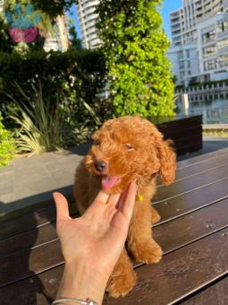 Toy Poodle Red Teacup 2 Aylık Muhteşem Yavrumuz