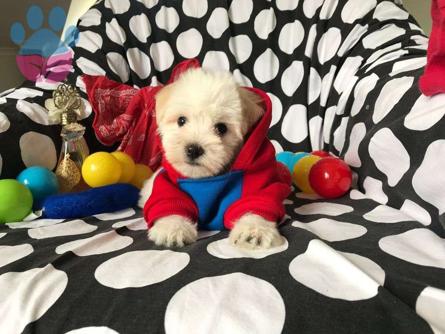 Maltese Terrier 2 Aylık Dişi Yavrumuz