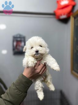 Maltese Terrier Yavru Safkan Irk Garantili