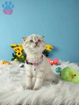 Safkan Lynx Point Scottish Fold Yavrumuz