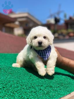 Orjinal Maltese Terrier Yavrularımız Gelmiştir