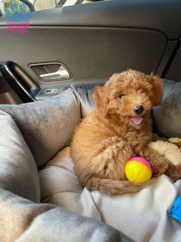 Safkan Toy Poodle Yavrular Orijinal Irk Garantisi