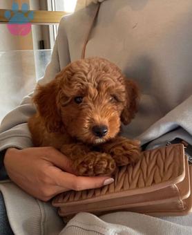 Teacup Muhteşem Güzellikte Toy Poodle Bebekler