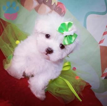 İstanbul Köpek Sahiplenme Sevimli Maltese Terrier Mini Boy