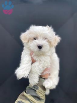 Safkan Maltese Terrier Yavrular Yuvasını Arıyor