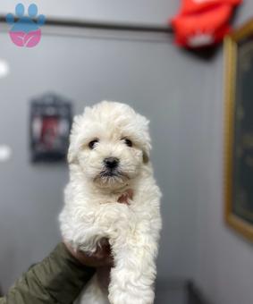 Maltese Terrier Yavru 2 Aylık 0 Numara