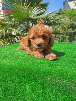 Toy Poodle Red Kıvırcık Tüylü 3 Aylık Yavrular