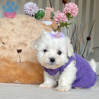 Oyun Delisi Maltese Terrier Mini Yavrularımız