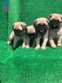 Gül Kuyruk Show Class Pug Mops