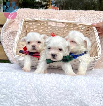 Satılık Maltese Terrier Mini Beyaz Safkan Yavrular