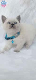 Mükemmel Safkan British Shorthair Point Yavrularımız