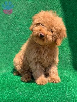 Safkan Erkek Red Toy Poodle