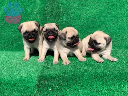 Orjinal Gül Kuyruk Pug Mops Yavruları