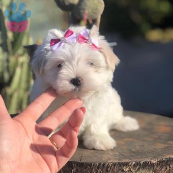 Kore Kanı Anne Baba 2,5 Kg Maltese Terrier Yavrularımız