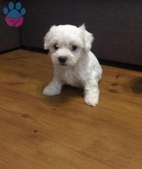 Maltese Terrier 2 Aylık Yavrularımız