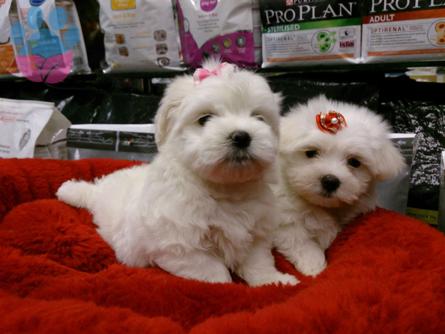 MALTESE TERRIER YAVRULARIMIZ