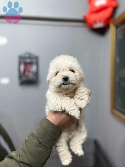 Maltese Terrier Yavru Üst Kalite 0 Numara