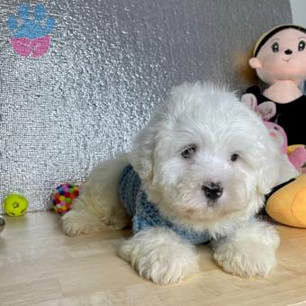 2 Aylık Maltese Terrier Mini Boy Yavrularımız