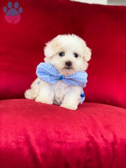 Orjinal Maltese Terrier Yavrularımız