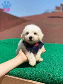 A Kalite Safkan Maltese Terrier Yavrular Hazır