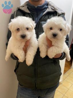 Maltese Terrier Yavru Kar Beyaz Safkan