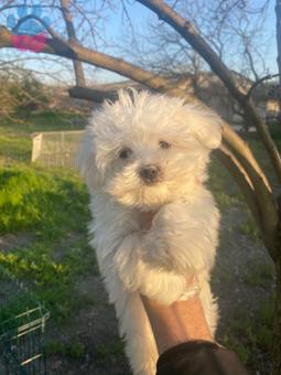 3 Aylık Dişi ve Erkek Safkan Yavru Maltese Terrier