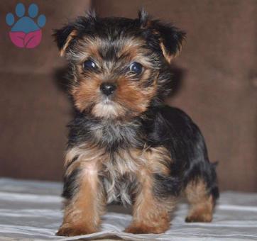 2 Aylık Olan Sağlıklı Yorkshire Terrier Yavrularımız