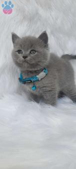 Mükemmel Safkan British Shorthair Yavrularımız